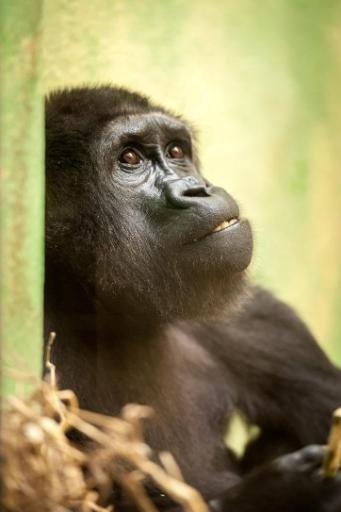 Antwerp Zoo welcomes new young female gorilla