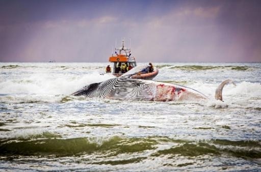 Belgium to become president of the International Whaling Commission