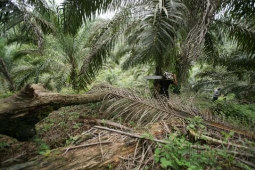 Malaysian oil palm planters ready to sue Delhaize and Colruyt