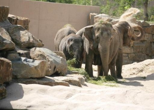 Two baby elephants expected at Planckendael in 2015