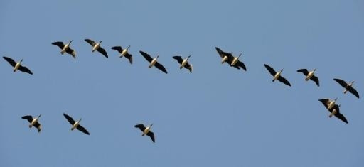 Record number of migratory birds over Belgium