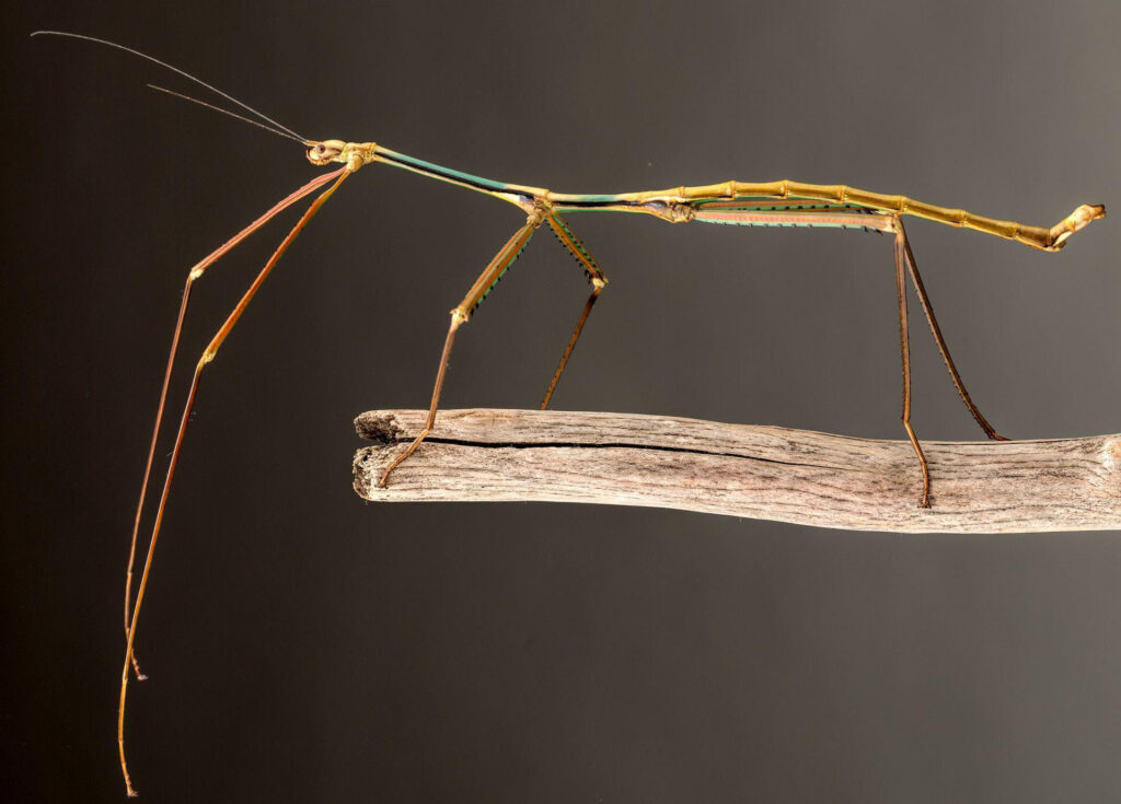 Second largest insect in world presented to Natural Science Museum