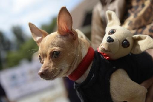 Bouffioulx: a Chihuahua stolen and another dog hit with a axe