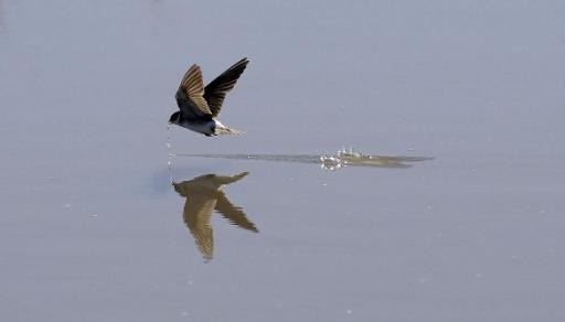 Barn swallows herald spring in Belgium