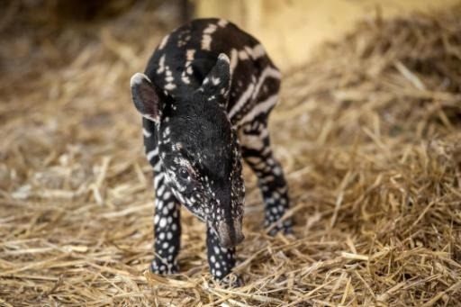 Baby tapir born in Antwerp zoo