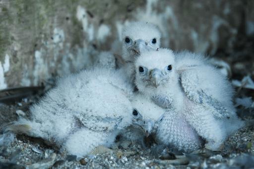 3 young peregrine falcons hatch in Woluwe-Saint-Pierre