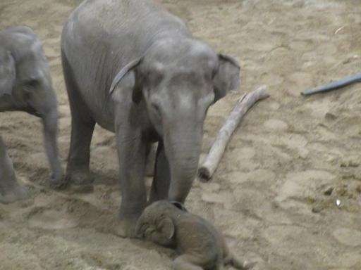 Planckendael: baby elephant “Q” walking on his own but still early days