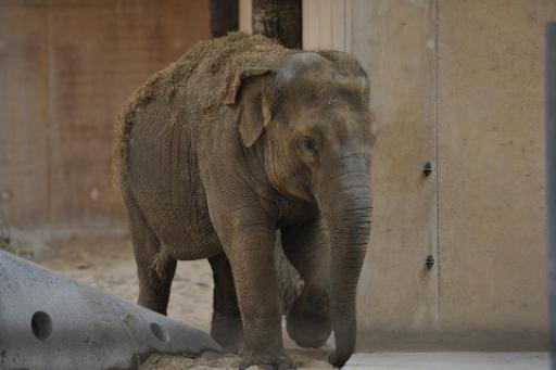 An elephant calf born in Planckendael: it is now in a critical situation