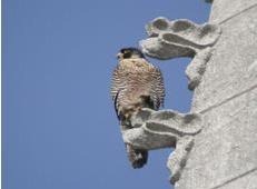 First falcon born at Saints-Michel-et-Gudule cathedral