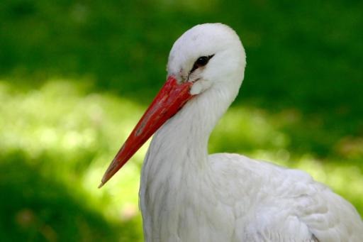 White storks nest in Hainaut for first time in Wallonia since 2007
