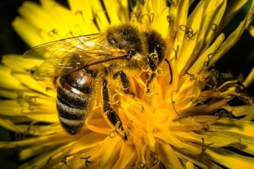 Belgian Beekeeping Federation reveals one third of bee colonies disappeared over winter