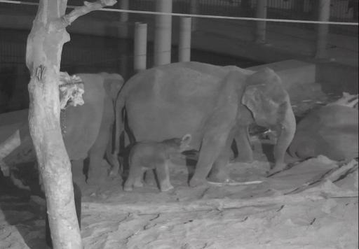 Healthy baby elephant born in Planckendael