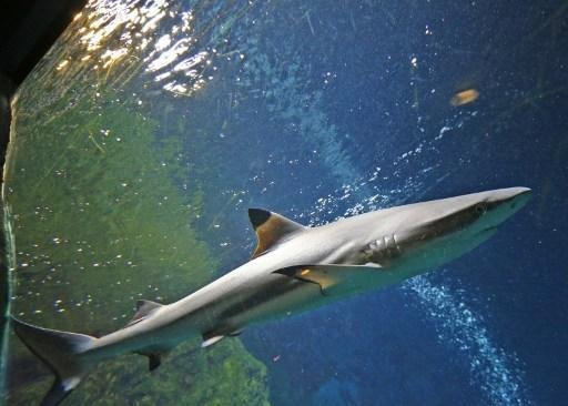 Sea Life Blankenberge welcomes 3 new blacktip sharks