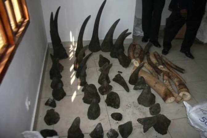 Biggest ever international operation against illegal wildlife trade conducted worldwide