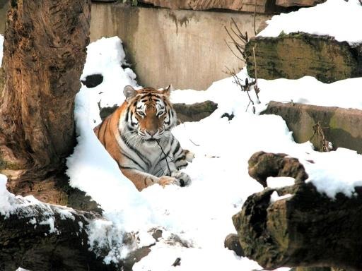 Antwerp zoo’s tiger Kharlan is dead