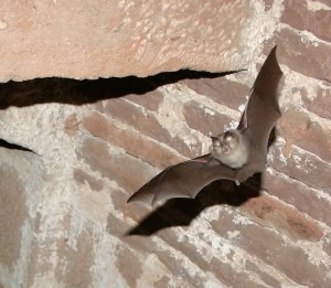 Rare bat colony found near Han-sur-Lesse