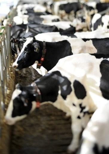 Closure of 92 farms due to bovine tuberculosis