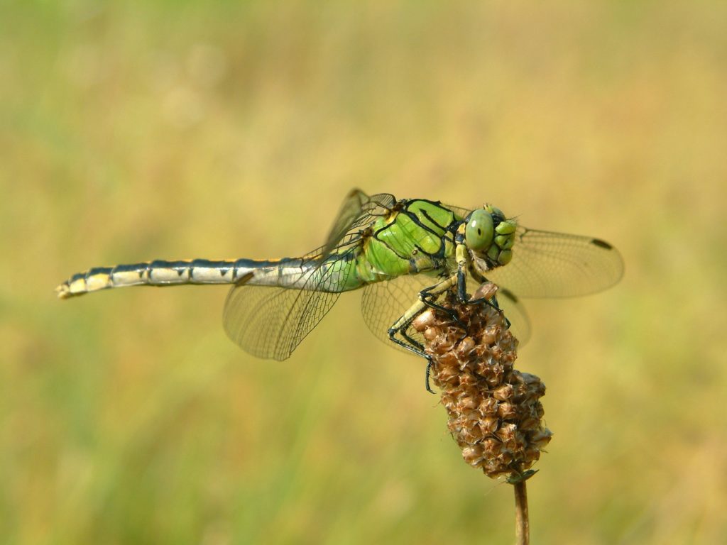 A rare dragonfly spotted in Belgium for the first time