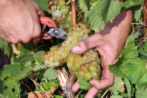 Belgian wine-growers are expecting a good harvest, unlike their French neighbours