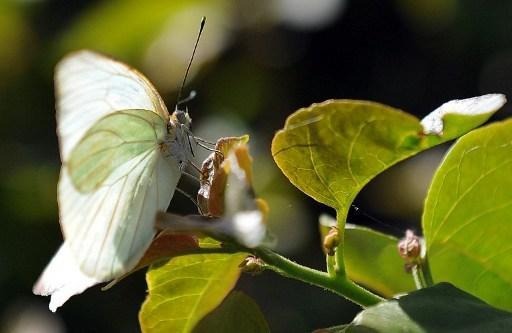 An average of 22 butterflies per garden spotted in Wallonia and Brussels
