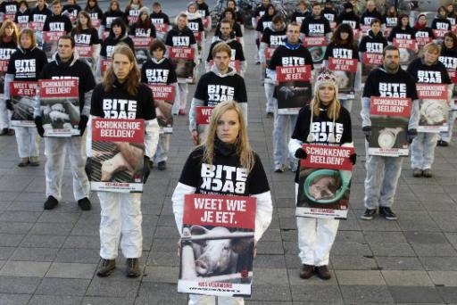 Demonstration in Brussels to protest against the suffering of Pigs on breeding farms