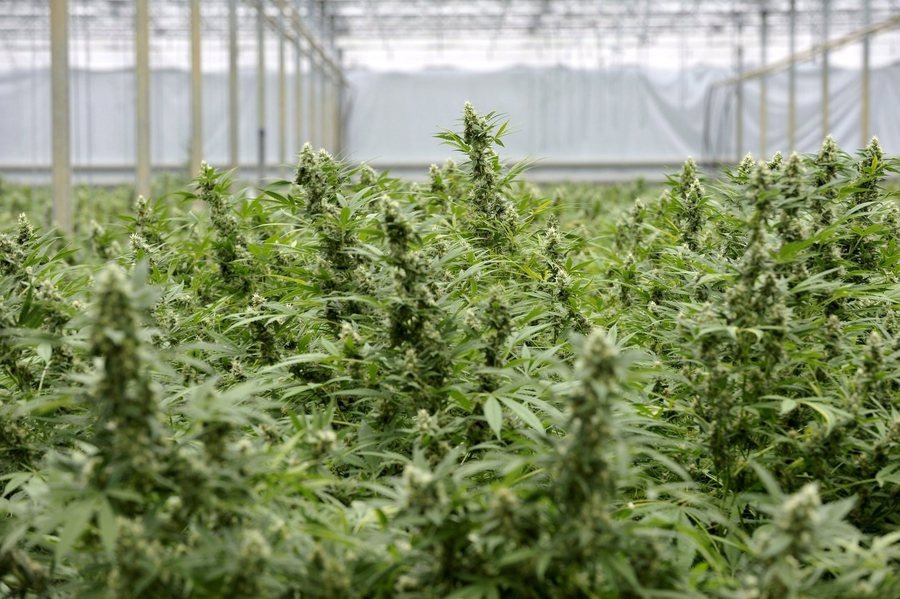 Huge cannabis farm found in Lokeren