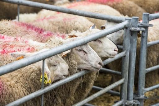 Muslims able to opt for ritual slaughter of sheep if desired