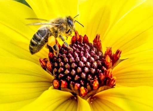 Appeal to European Court of Justice on pesticide harmful to bees