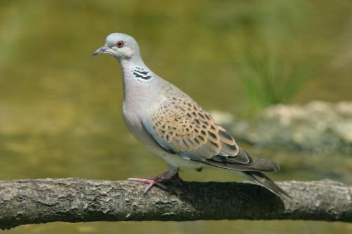 Rising extinction risk for 40 bird species, including 3 in Belgium
