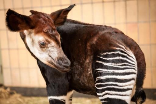 Genetically crucial baby okapi born at Antwerp zoo