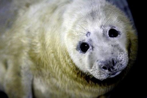 Sea Life takes in its first seal this winter