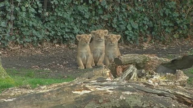 Three lion cubs of a threatened species have been born in a Belgian zoo