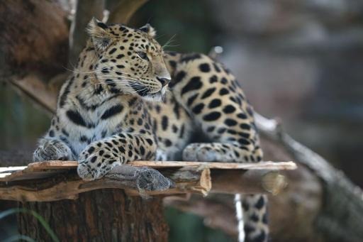 Three Amour leopards born in Bellewaerde