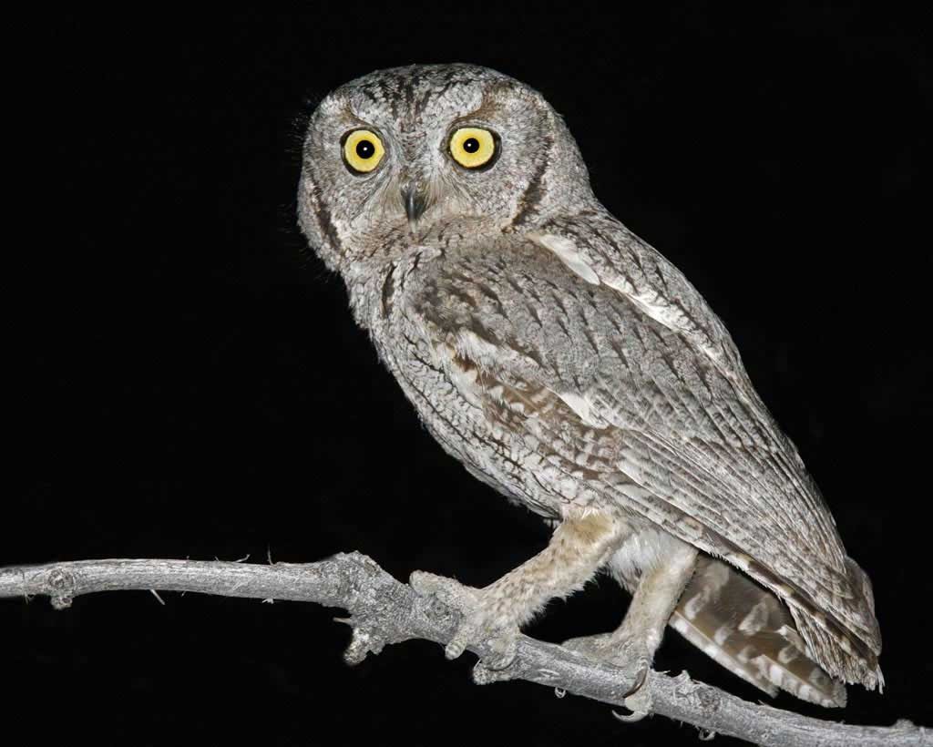 Belgian ornithologist discovers unknown species of owl on Principe island