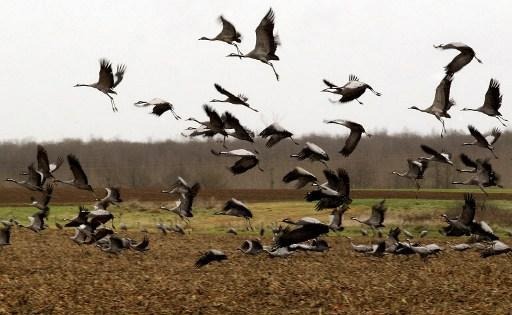 Migratory birds under observation this weekend