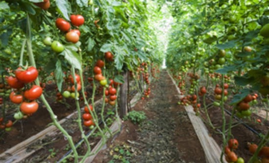 Organic farming sector growth slows down in 2021