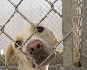 Di Antonio launches campaign promoting pet shelter adoption