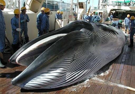 Belgium toughens its position against whale hunting at International Whaling Commission