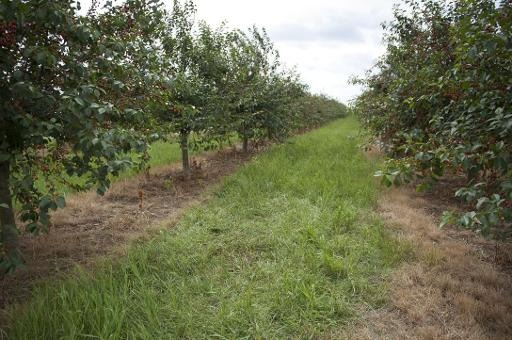 Russian embargo forces Belgian farmers to destroy tonnes of fruit