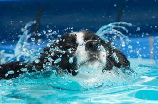The first Belgian swimming pool for dogs opens in Charleroi