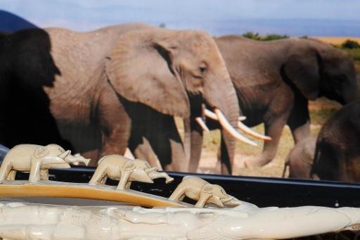 Belgium bolsters its fight against illegal ivory trade through CITES