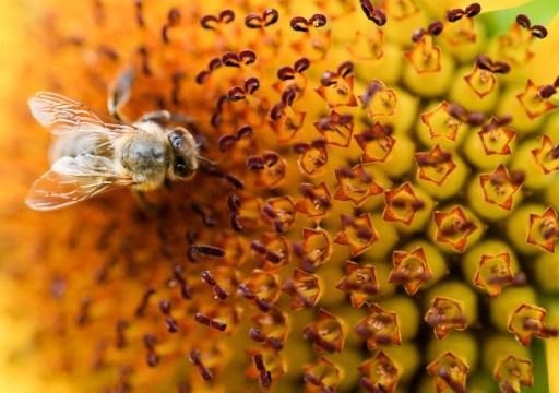 Bees to be used for situational analysis of pollution in Brussels