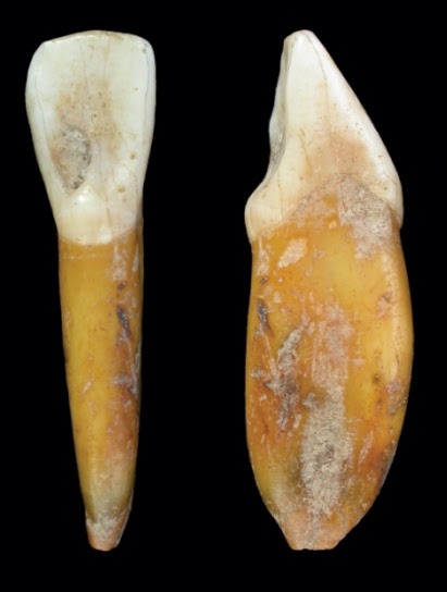 Scientists fight tooth and claw to discover Neanderthal child's tooth in the Cinquantenaire Museum in Brussels