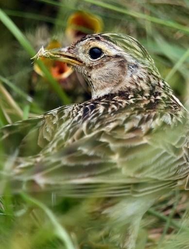 Nearly 40% of Flanders nesting birds are endangered species