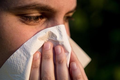 Belgium's birch-tree pollen season begins