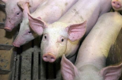 Organic swine breeders are the first "producer group" in Wallonia