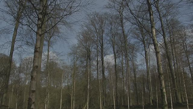 Woodland memorial for Brussels attack victims