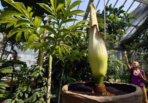 Two titan arums will soon flourish at the Meise National Botanical Garden