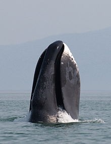 A bowhead whale visible from the coast