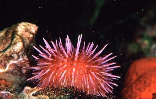 The light emitted by marine invertebrates better understood thanks to Belgian researchers